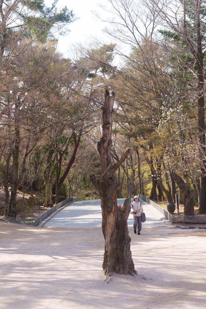 불국사의 봄, 불국사 목련 출사기 165