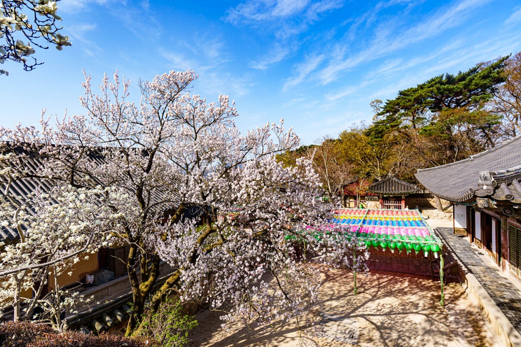 불국사의 봄, 불국사 목련 출사기 159