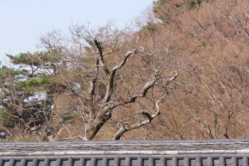 불국사의 봄, 불국사 목련 출사기 164