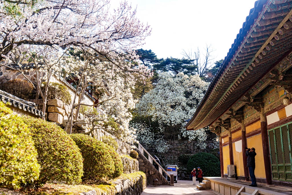 불국사의 봄, 불국사 목련 출사기 156