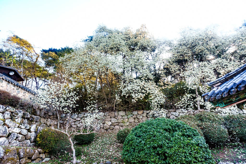 불국사의 봄, 불국사 목련 출사기 154