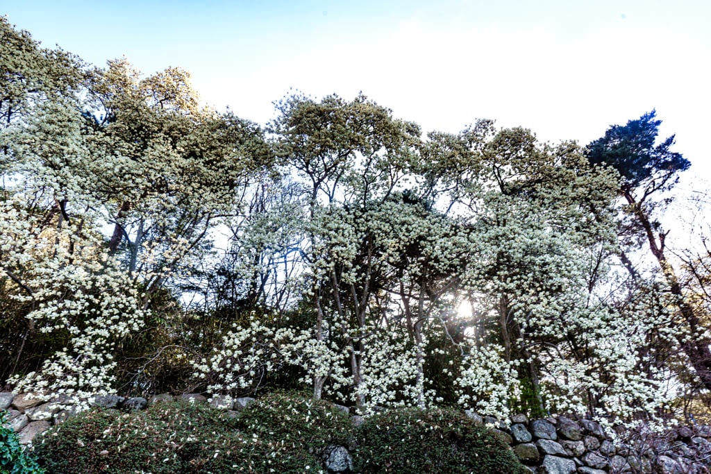 불국사의 봄, 불국사 목련 출사기 153