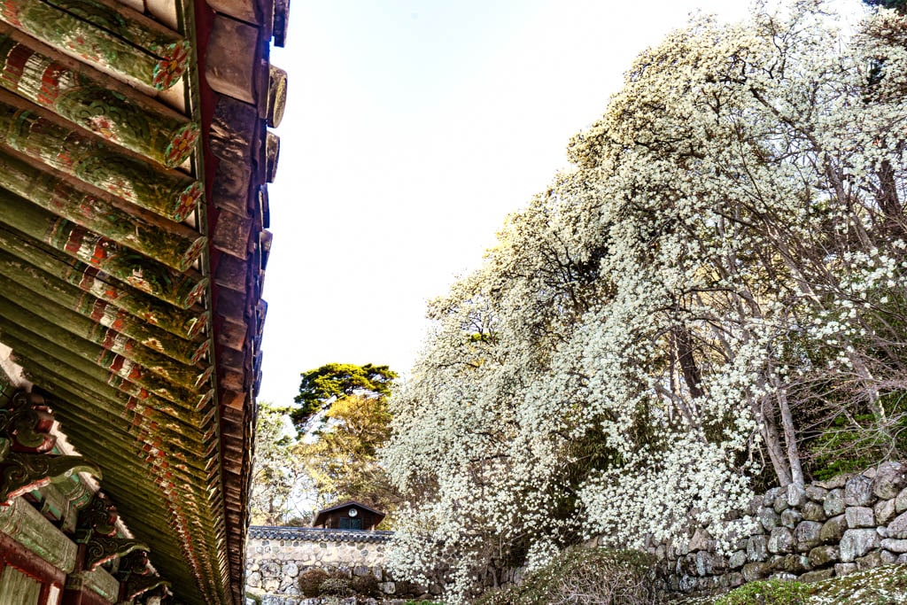 불국사의 봄, 불국사 목련 출사기 152