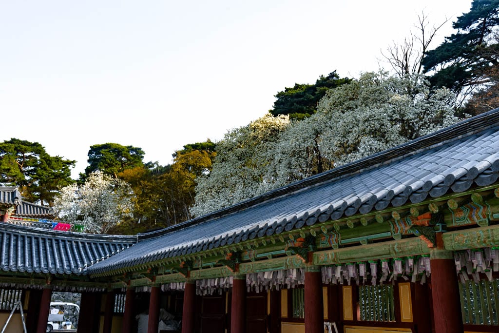 불국사의 봄, 불국사 목련 출사기 150