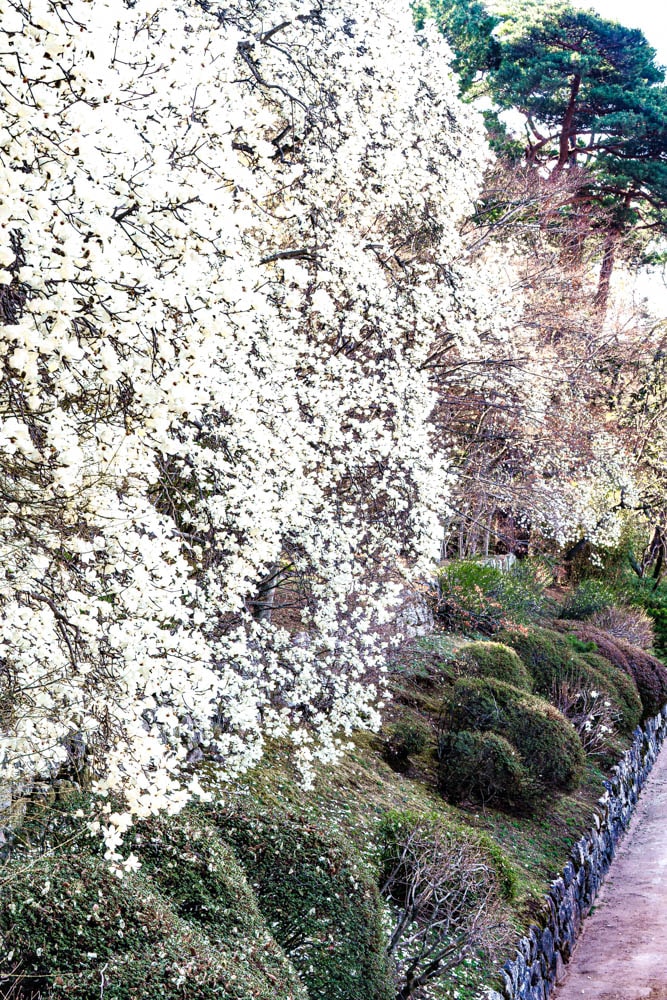 불국사의 봄, 불국사 목련, 불국사 대웅전 옆 언덕의 목련꽃 천지, 불국사 목련, DSC08788-, Photo by Happist