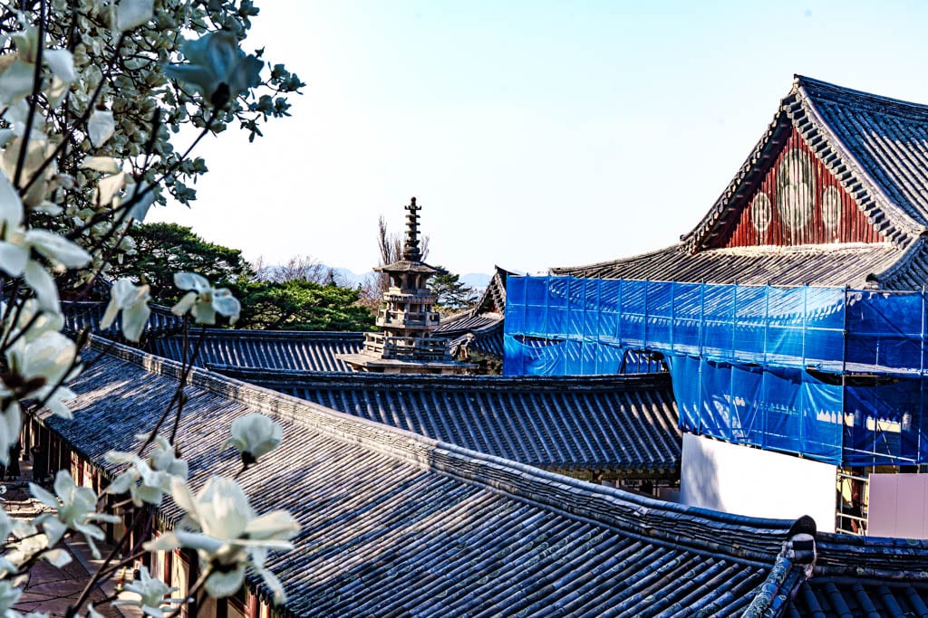 불국사의 봄, 불국사 목련 출사기 155