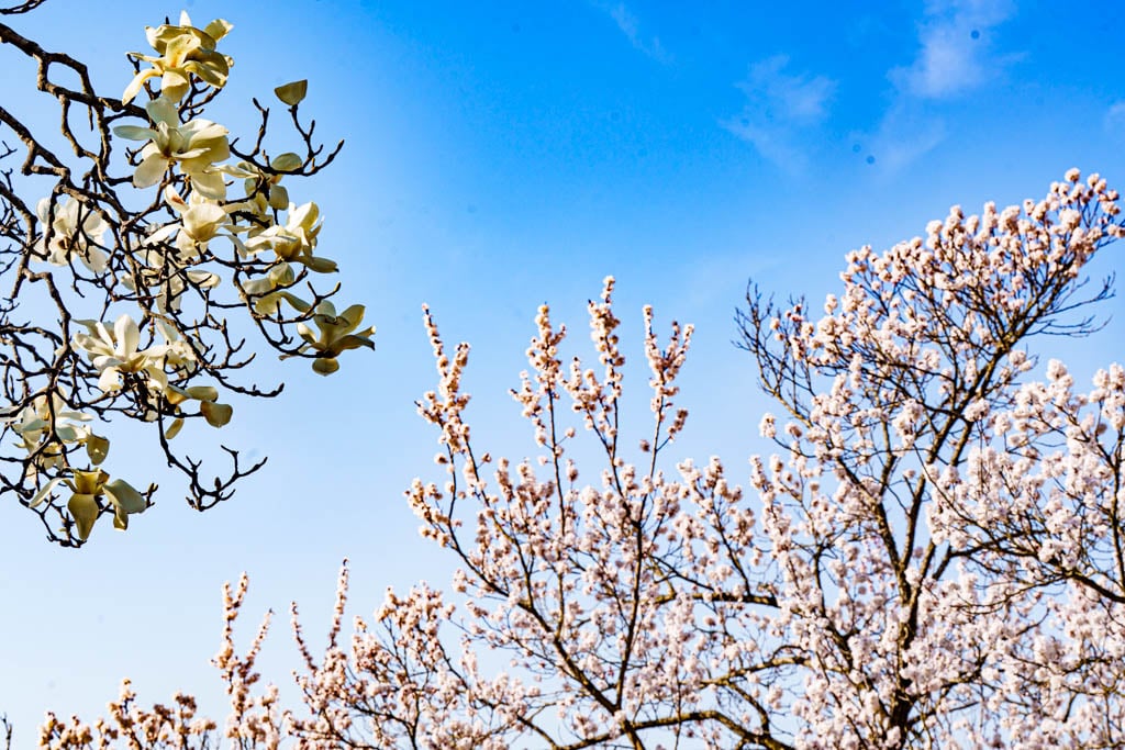 불국사의 봄, 불국사 목련 출사기 160