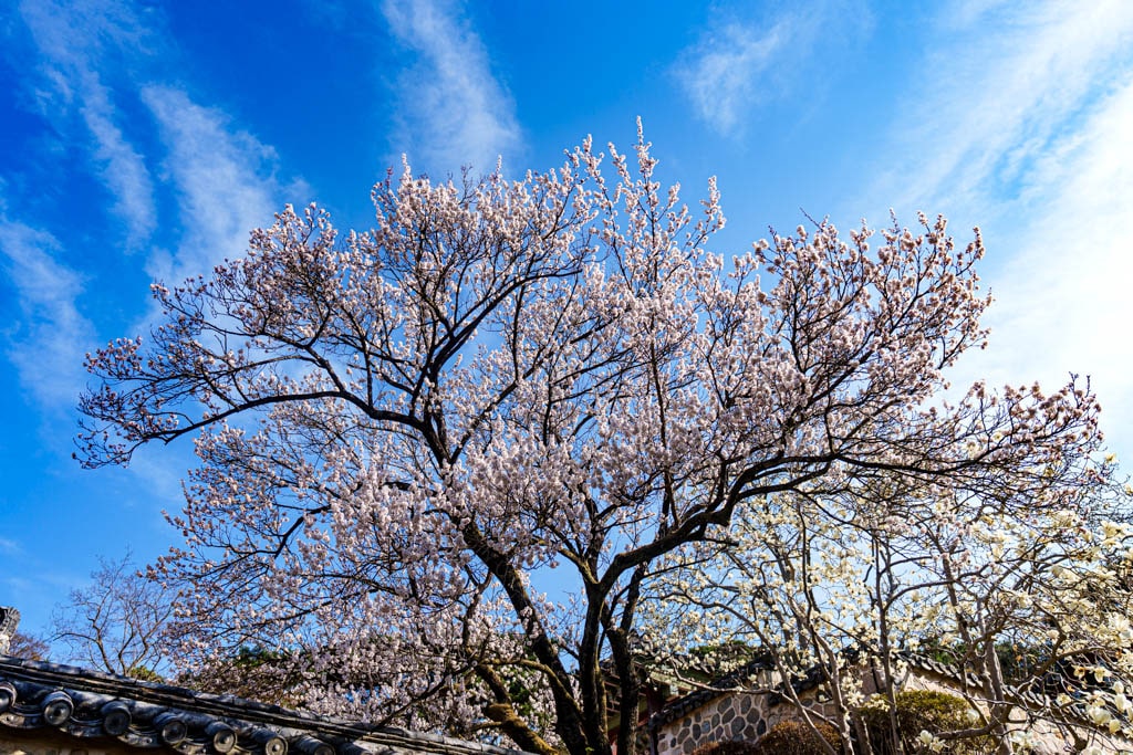 불국사의 봄, 불국사 목련 출사기 161