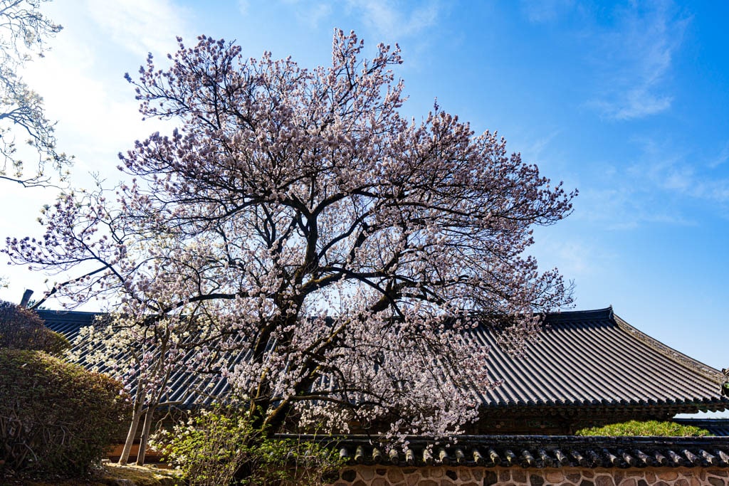 불국사의 봄, 불국사 목련 출사기 157