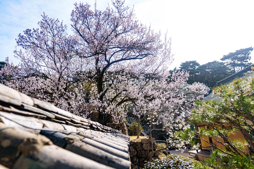 불국사의 봄, 불국사 목련 출사기 162
