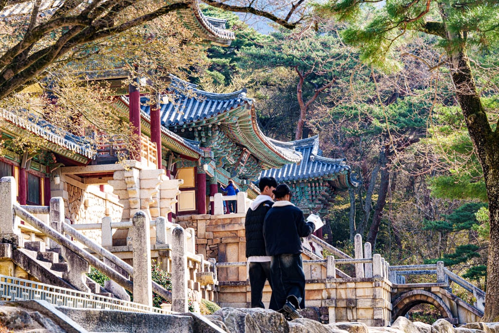 불국사의 봄, 불국사 목련 출사기 146