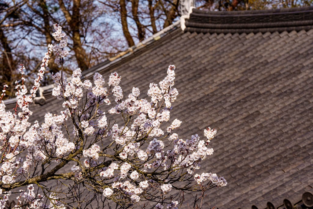 불국사의 봄, 불국사 목련 출사기 158