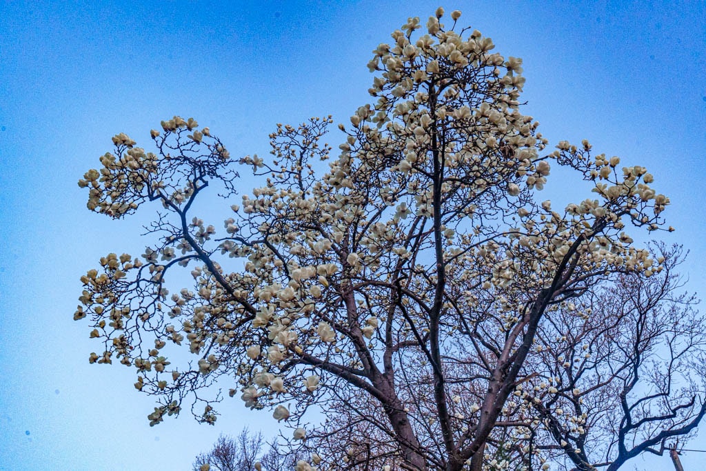 2025년 탐매여행 두번째, 새벽에 달려가 만난 서울 봉은사 매화 출사기 185