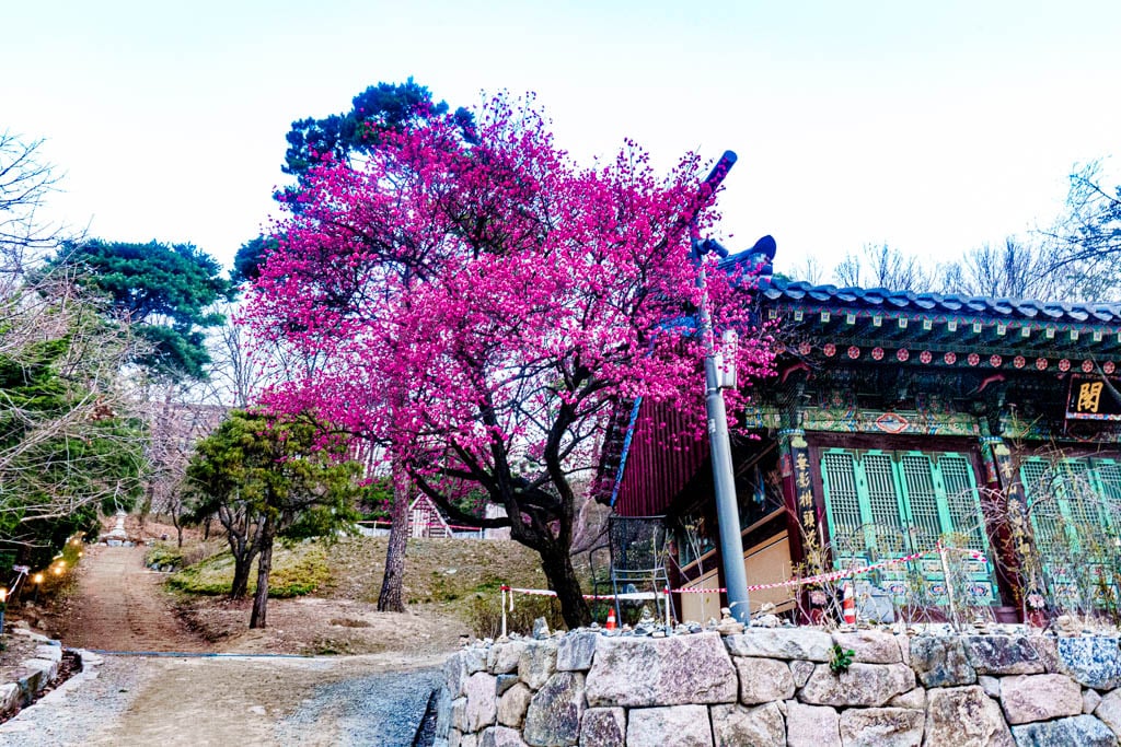 2025년 탐매여행 두번째, 새벽에 달려가 만난 서울 봉은사 매화 출사기 173