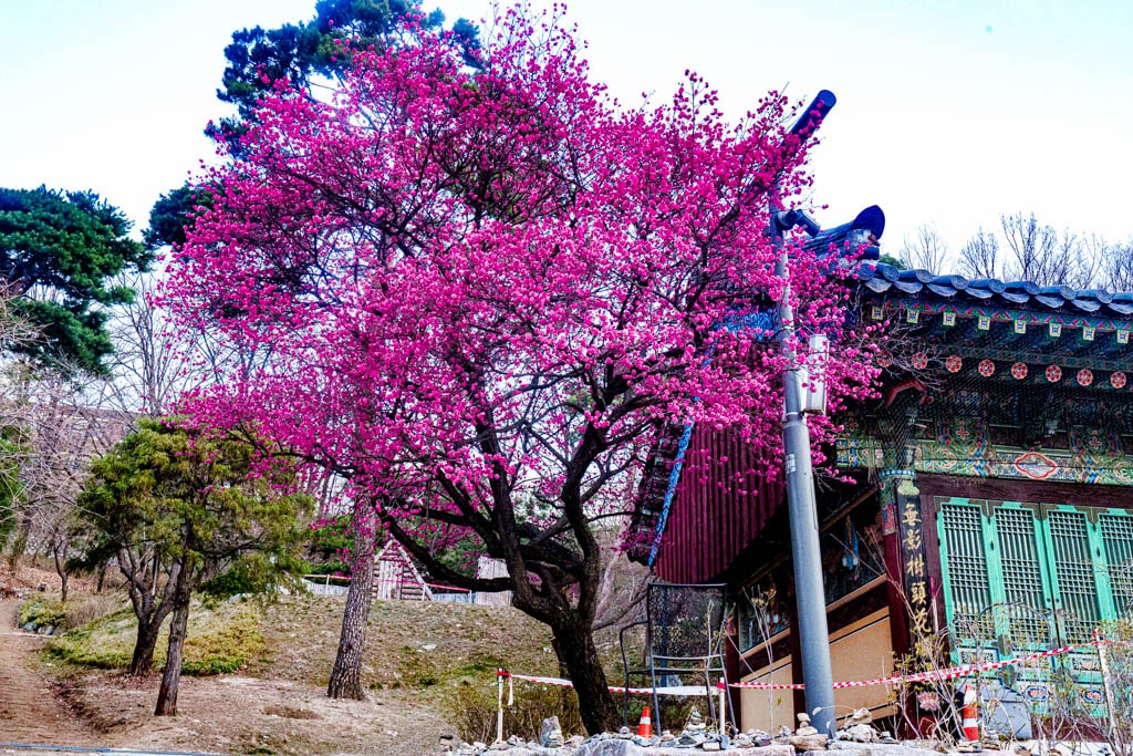 2025년 탐매여행 두번째, 새벽에 달려가 만난 서울 봉은사 매화 출사기 174