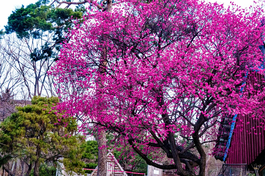 2025년 탐매여행 두번째, 새벽에 달려가 만난 서울 봉은사 매화 출사기 175