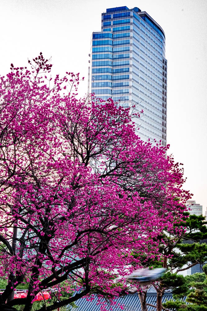 2025년 탐매여행 두번째, 새벽에 달려가 만난 서울 봉은사 매화 출사기 178