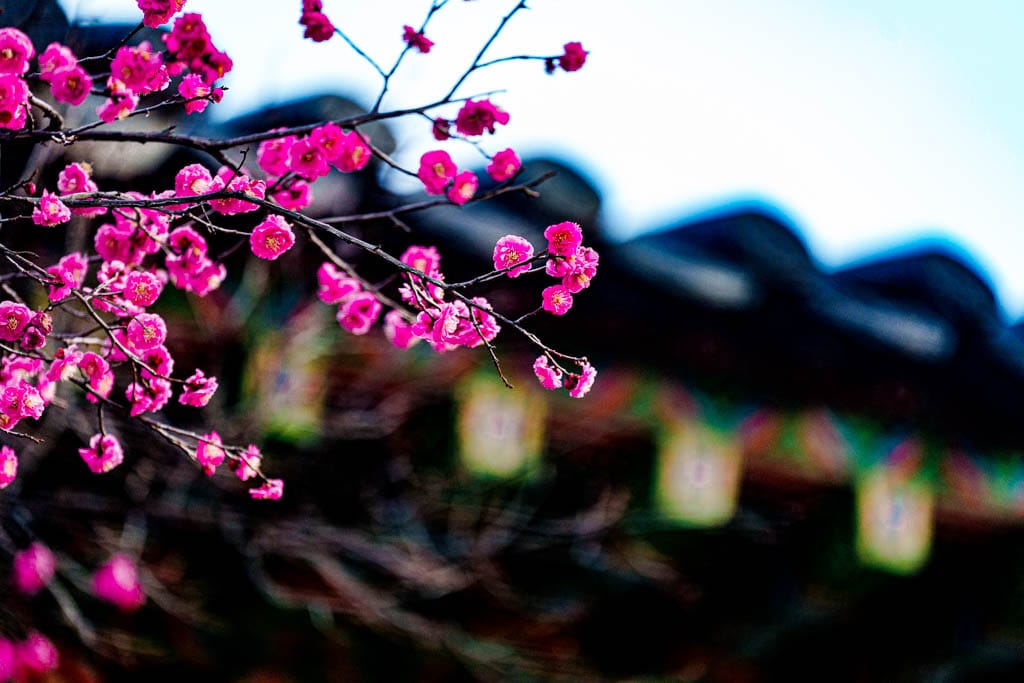 2025년 탐매여행 두번째, 새벽에 달려가 만난 서울 봉은사 매화 출사기 181