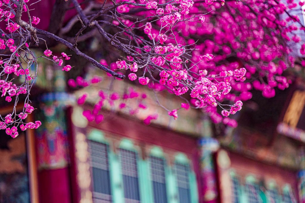 2025년 탐매여행 두번째, 새벽에 달려가 만난 서울 봉은사 매화 출사기 180