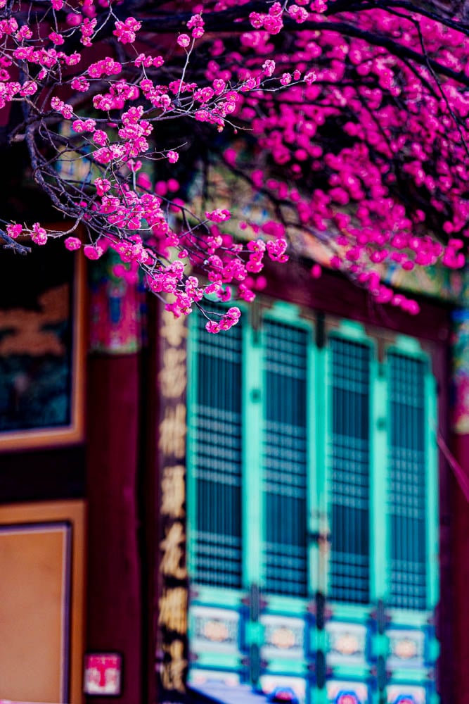 2025년 탐매여행 두번째, 새벽에 달려가 만난 서울 봉은사 매화 출사기 179