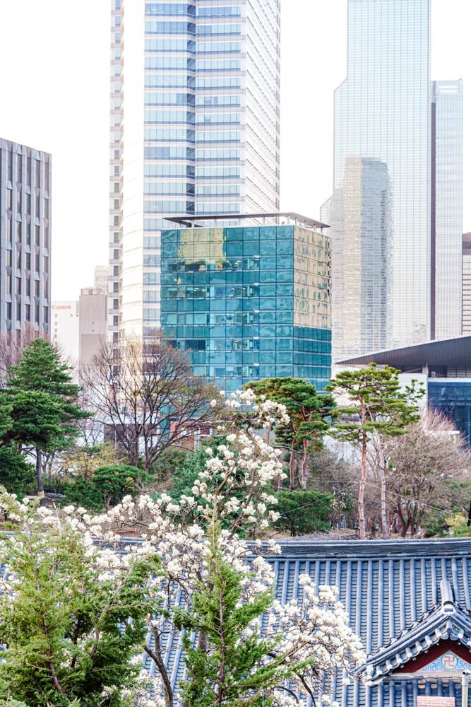 2025년 탐매여행 두번째, 새벽에 달려가 만난 서울 봉은사 매화 출사기 186