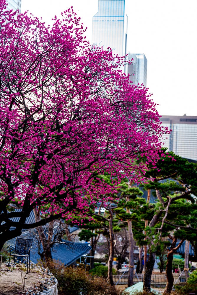 2025년 탐매여행 두번째, 새벽에 달려가 만난 서울 봉은사 매화 출사기 176