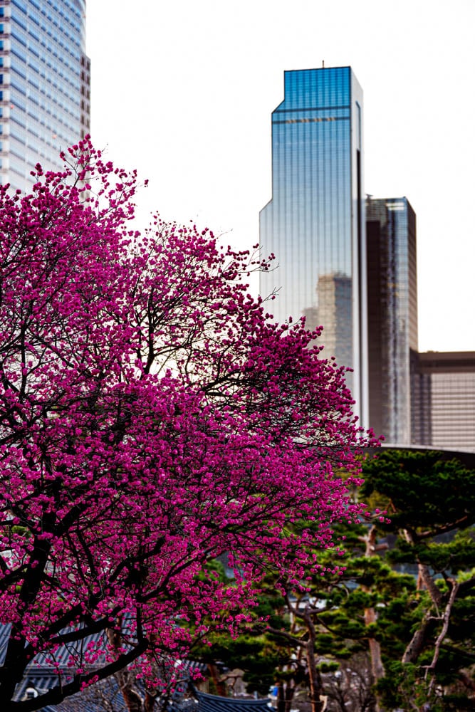 2025년 탐매여행 두번째, 새벽에 달려가 만난 서울 봉은사 매화 출사기