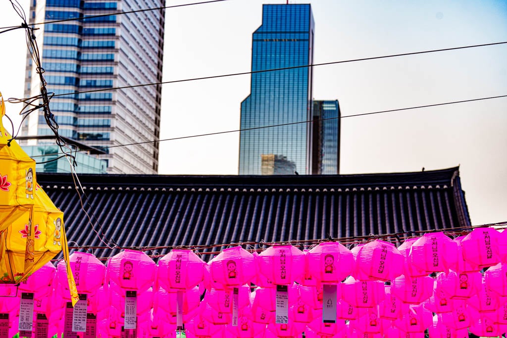 2025년 탐매여행 두번째, 새벽에 달려가 만난 서울 봉은사 매화 출사기 183