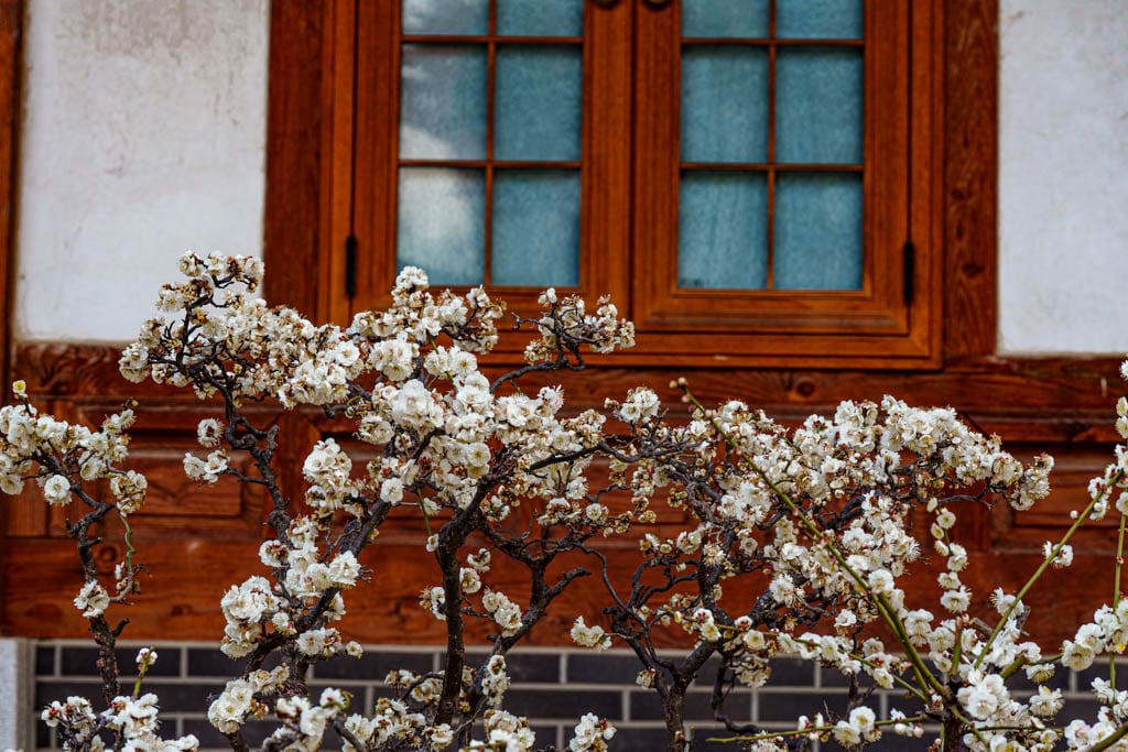 2025년 탐매여행 두번째, 새벽에 달려가 만난 서울 봉은사 매화 출사기 172