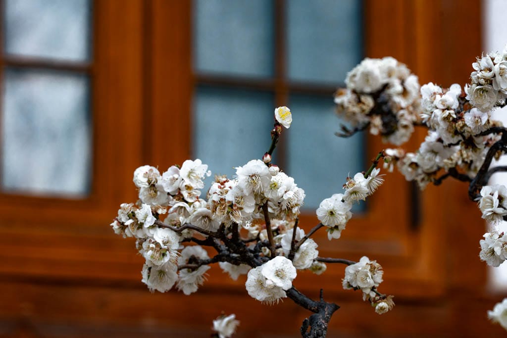 2025년 탐매여행 두번째, 새벽에 달려가 만난 서울 봉은사 매화 출사기 171