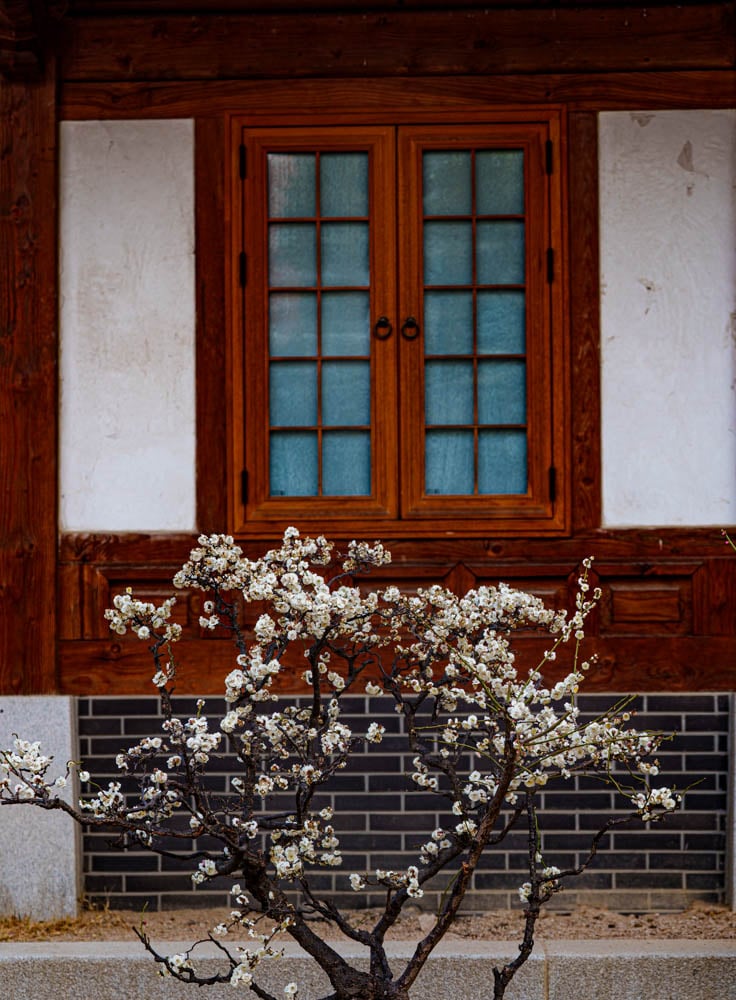 2025년 탐매여행 두번째, 새벽에 달려가 만난 서울 봉은사 매화 출사기 170