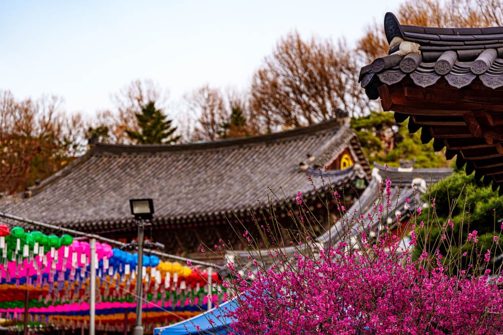 2025년 탐매여행 두번째, 새벽에 달려가 만난 서울 봉은사 매화 출사기 169