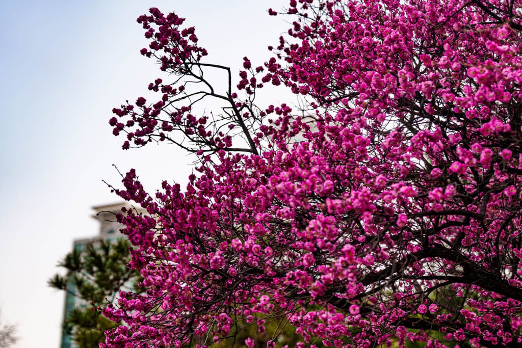 2025년 탐매여행 두번째, 새벽에 달려가 만난 서울 봉은사 매화 출사기 168