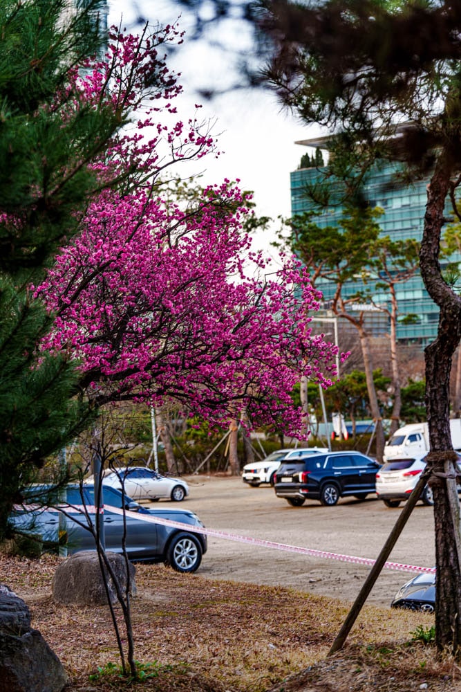 2025년 탐매여행 두번째, 새벽에 달려가 만난 서울 봉은사 매화 출사기 167