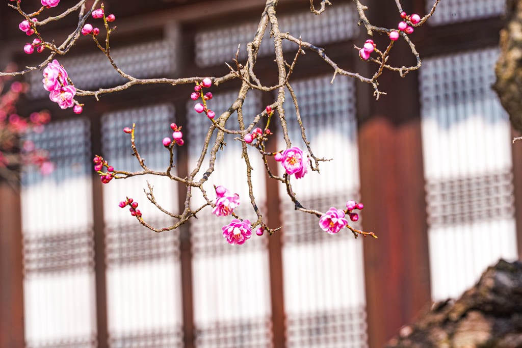 25년 봄 매화향을 찾아, 아름다운 매화 명소와 25년 매화 개화 시기 14