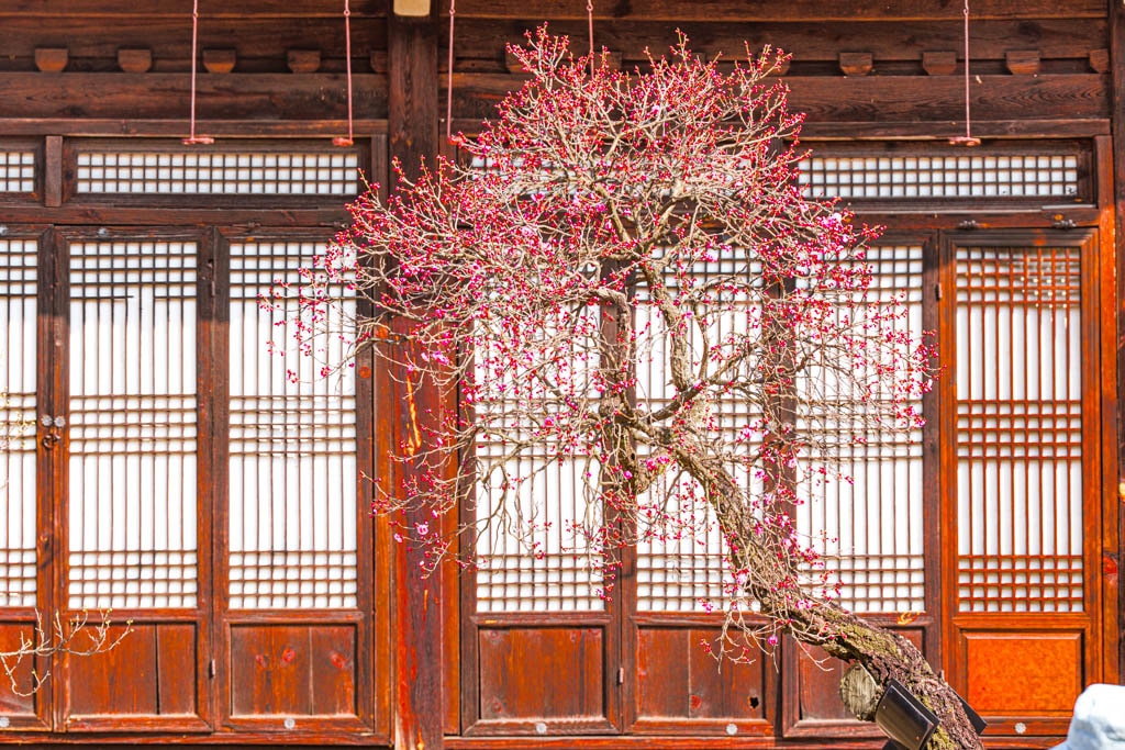 25년 봄 매화향을 찾아, 아름다운 매화 명소와 25년 매화 개화 시기 13