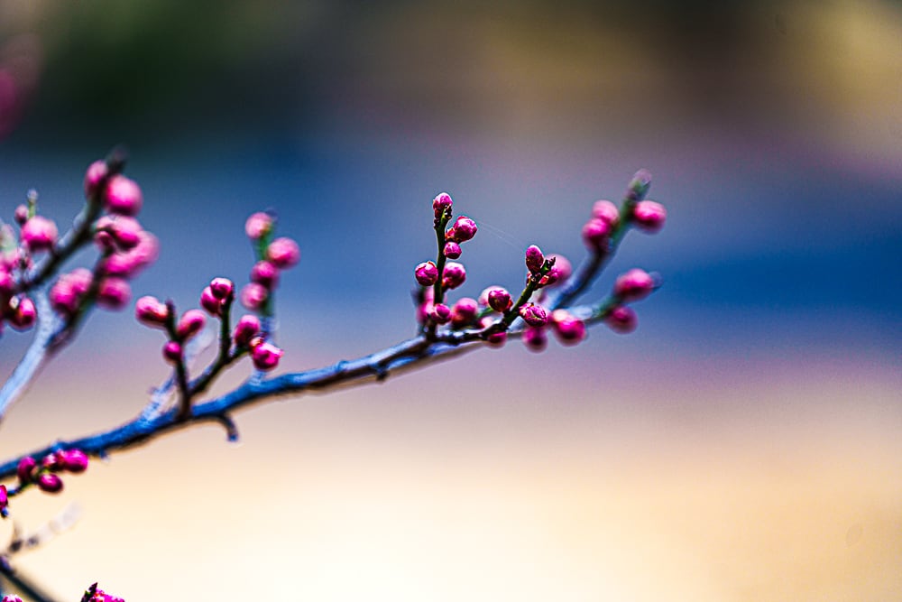 25년 봄 매화향을 찾아, 아름다운 매화 명소와 25년 매화 개화 시기 16