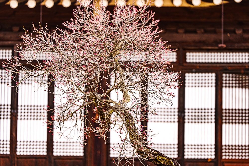 25년 봄 매화향을 찾아, 아름다운 매화 명소와 25년 매화 개화 시기 15