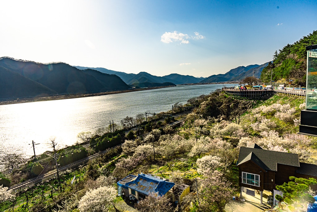 25년 봄 매화향을 찾아, 아름다운 매화 명소와 25년 매화 개화 시기 10