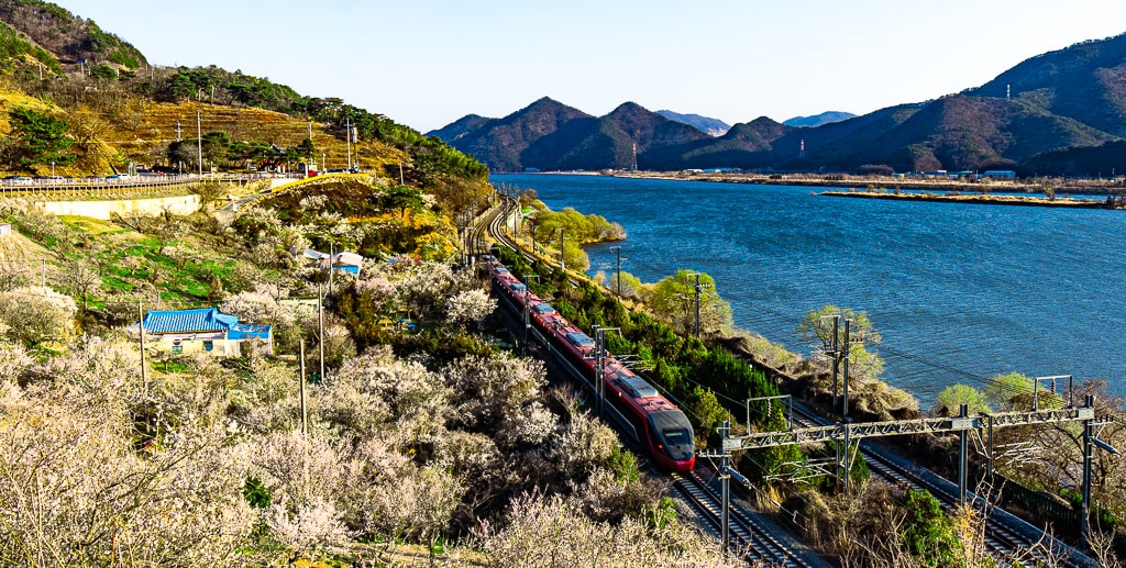 25년 봄 매화향을 찾아, 아름다운 매화 명소와 25년 매화 개화 시기 9