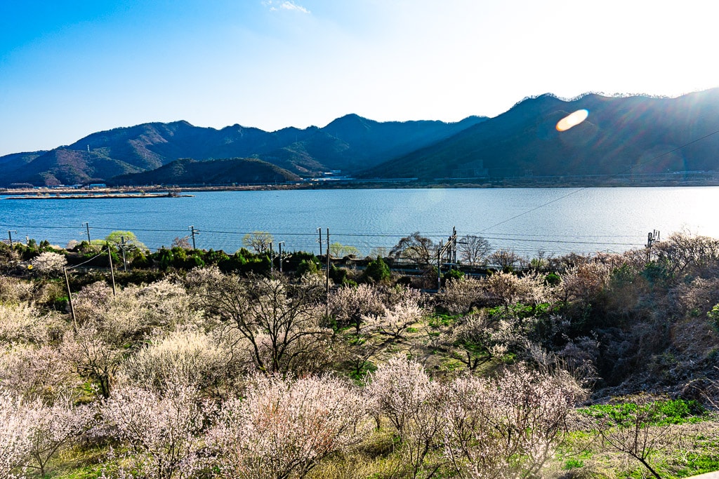 25년 봄 매화향을 찾아, 아름다운 매화 명소와 25년 매화 개화 시기 8