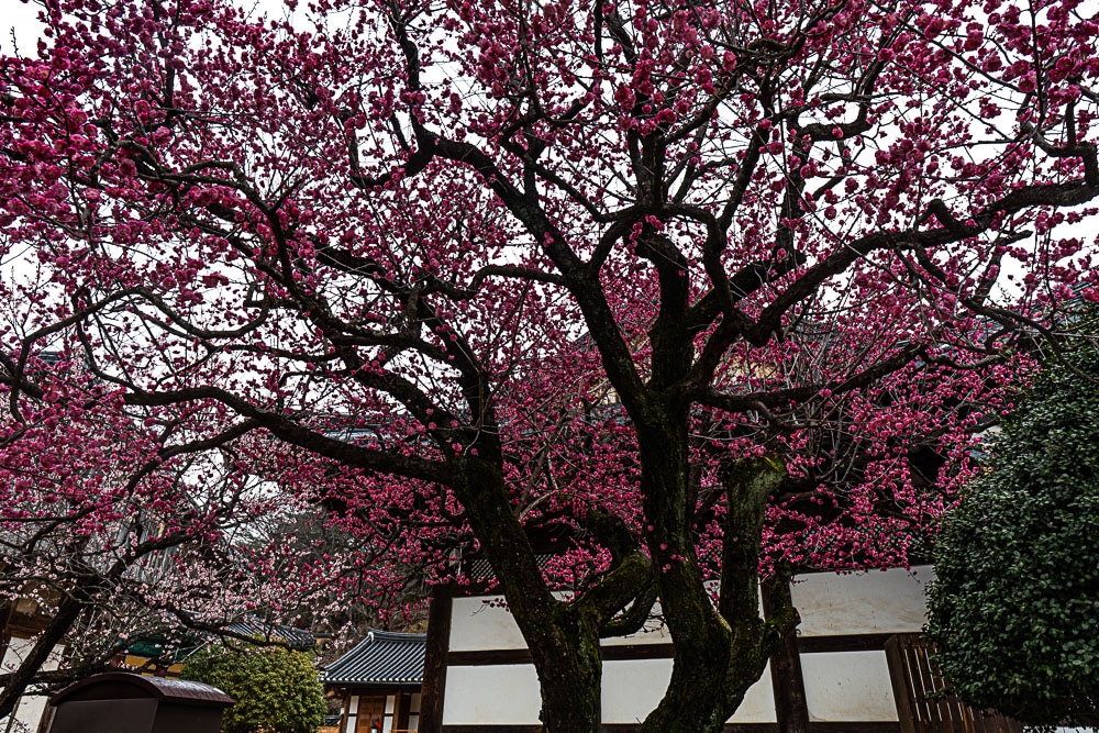 25년 봄 매화향을 찾아, 아름다운 매화 명소와 25년 매화 개화 시기 12