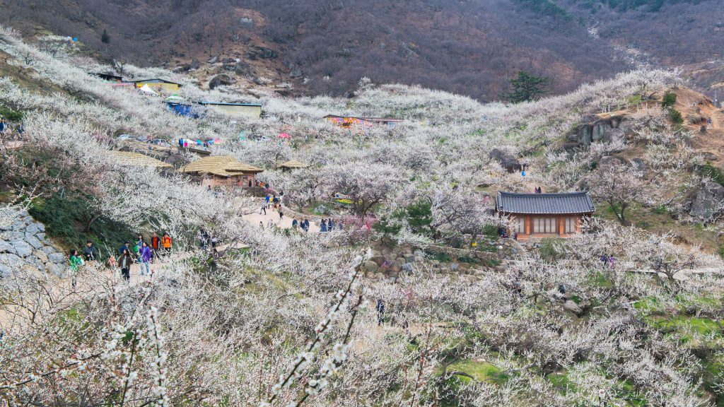 25년 봄 매화향을 찾아, 아름다운 매화 명소와 25년 매화 개화 시기 6