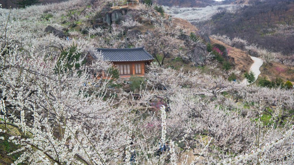25년 봄 매화향을 찾아, 아름다운 매화 명소와 25년 매화 개화 시기 7