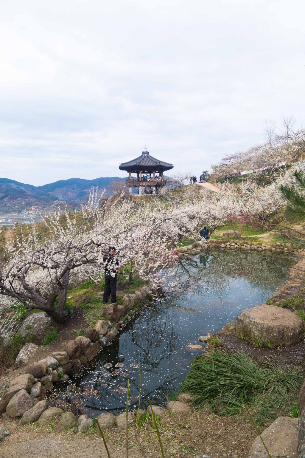 25년 봄 매화향을 찾아, 아름다운 매화 명소와 25년 매화 개화 시기 5