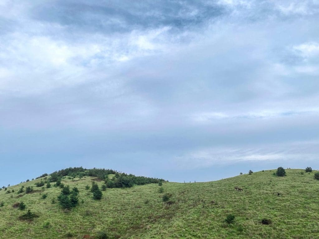 제주 말 보기 좋은 곳, 제주 말 사진 출사지 18