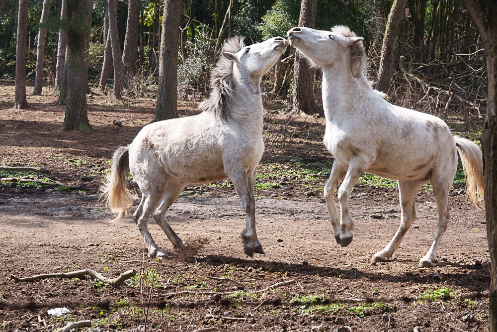 제주 말 보기 좋은 곳, 제주 말 사진 출사지 25