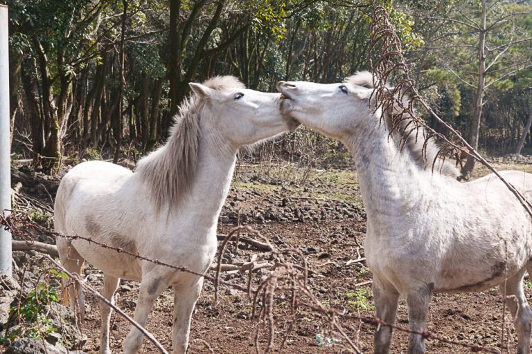 제주 말 보기 좋은 곳, 제주 말 사진 출사지, 제주여행, 문도지 오름 입구 목장에서 만난 말DSC03648 Photo by Happist