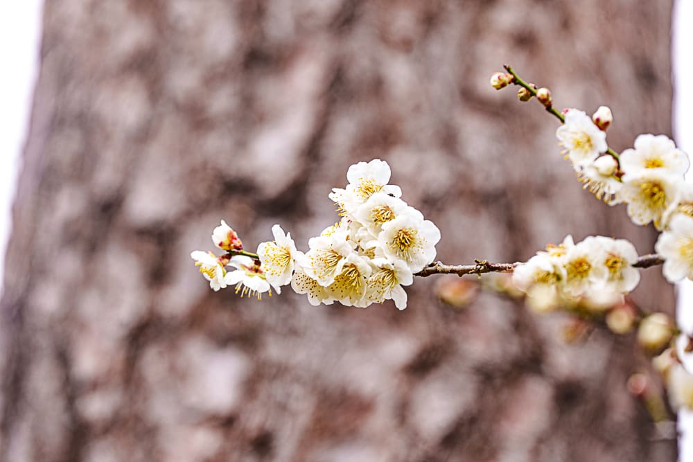 25년 봄 매화향을 찾아, 아름다운 매화 명소와 25년 매화 개화 시기 3