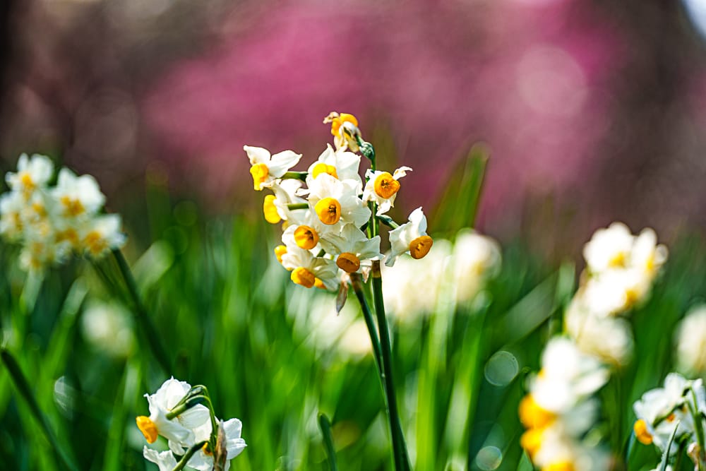 25년 봄 매화향을 찾아, 아름다운 매화 명소와 25년 매화 개화 시기 4